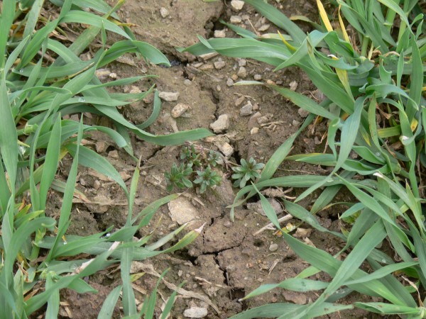 Svízeli přítule není radno poskytnout příliš mnoho prostoru. Jeho expanzi lze zabránit včasnou aplikací herbicidů, např. Delfin 0,25 l/ha (do velikosti maximálně 6 přeslenů).